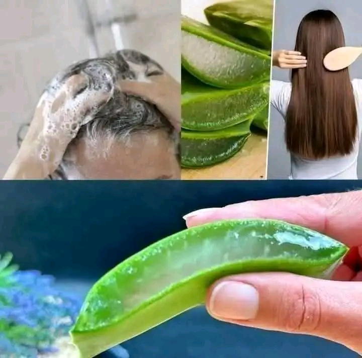 Hair Grows Like Crazy and Doesn’t Fall Out! Aloe Vera – The Best Remedy for Hair 