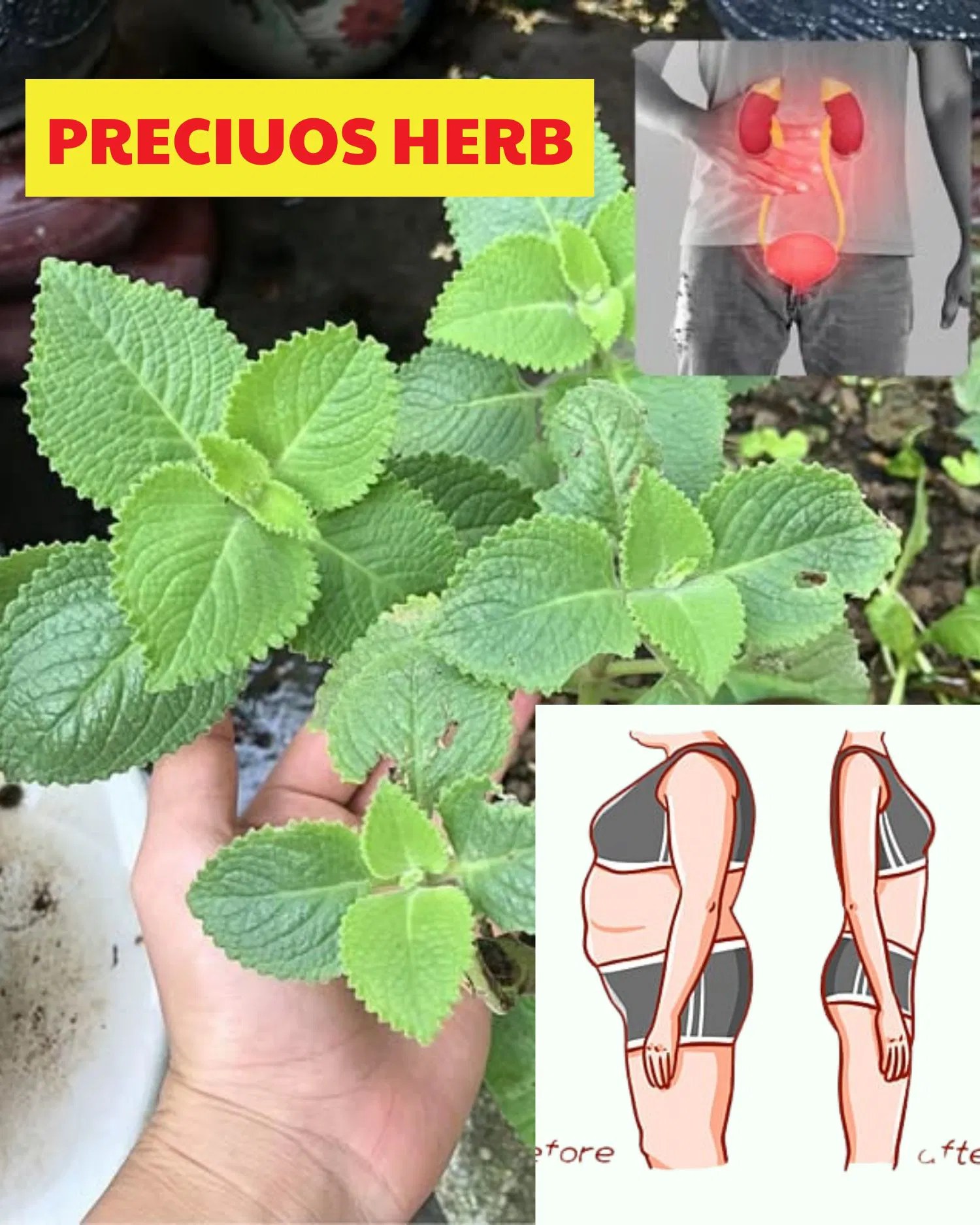 Lemon Balm: The ‘Precious Herb’ That Can T.r.e.a.t 15 Health Issues You Didn’t Know About